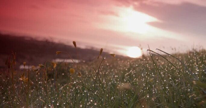 Grass and shrubs in a meadow against a cloudy daytime sky