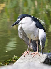 Black-crowned Night-Heron Standing on a Rock by a Pond