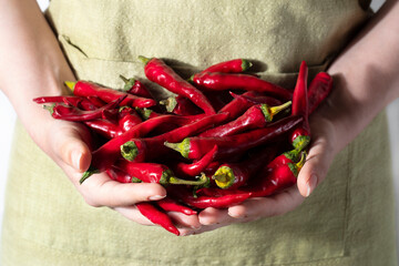Red Hot Pepper: Homegrown, Held by Women's Hands