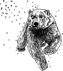 Grizzly bear under snow sketch black and white vector graphics