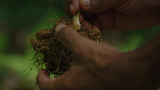 Indian Hand Cleans Ginger Or Turmeric Plant Roots