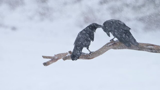 Birds two ravens perched on a branch on a snowy winter day, during a courtship ritual.