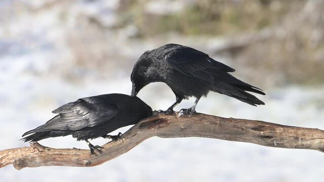 Ravens closeup. Pair of courting ravens perched on a branch at winter sunny day.