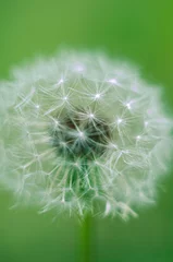 Rolgordijnen Macro photo of a dandelion on a green background © Nataliia
