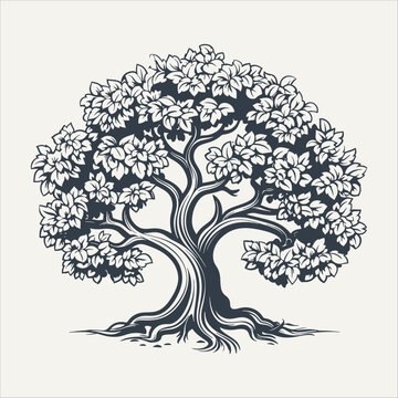 Oak tree. Vintage woodcut engraving style vector illustration.