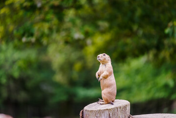 A prairie dog standing on a log.