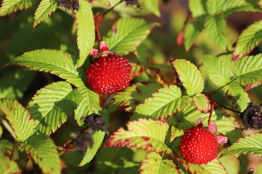 Rubus illecebrosus. Common names balloon berry, strawberry raspberry.