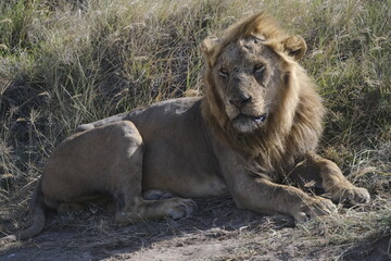 Il re della savana