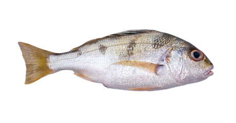 Fish on white background isolate with clipping path