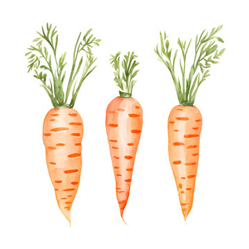 Hand drawn watercolor carrots set isolated on white