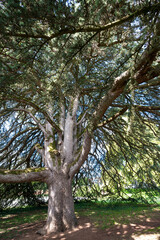 Magnificent Old Lebanon Cedar, Celles sur Belle, Deux Sevres, France, High quality photo