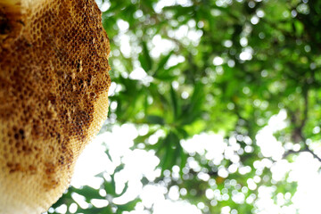 Honeycomb close up shot with tree background