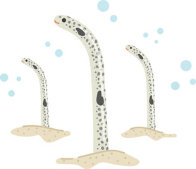 チンアナゴのイラスト