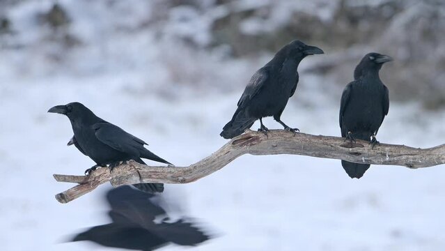 Ravens birds perched on a branch at winter (Corvus corax).