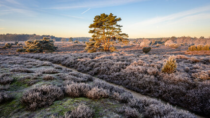 Dutch heathland landscape in winter season with pine tree and juniper in the rural province of...