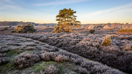 Peel and stick wall murals Blue sky Dutch heathland landscape in winter season with pine tree and juniper in the rural province of Drenthe, The Netherlands.