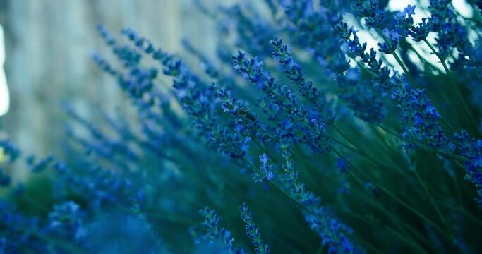 Close-up of blooming lavender, Bee flies to flower pollinating