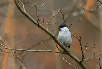 Willow tit (Poecile montanus) closeup