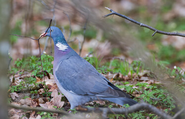 Common Wood Pigeon (Columba palumbus) in ground