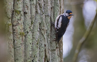 Great spotted woodpecker (Dendrocopos major) looking back