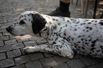 A portrait of the Dalmatian lying in the shade next to his master