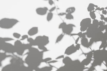 Abstract gray silhouette of tree branch. White wall background. Transparent blur shade of tropical leaves sunlight. Closeup of plant shadow motion by wind. Natural light bokeh. Trend Overlay effect 4K