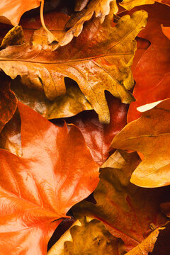 Vertical image of colourful autumn leaves lying on top of each other