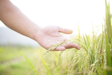 Fototapeta premium hand is holding rice ready to harvest
