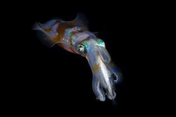 Bigfin Reef Squid - Sepioteuthis lessoniana hunts at night. Sea life of Tulamben, Bali, Indonesia.