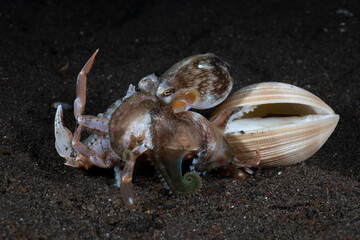 Coconut Octopus feeds on a crab. Underwater night life of Tulamben, Bali, Indonesia.