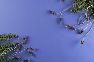 Purple lavender flowers and copy space on purple background