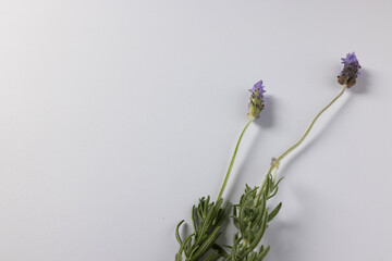 Purple lavender flowers and copy space on white background