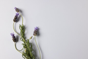 Purple lavender flowers and copy space on white background