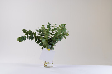 Green plant twigs with leaves and white card with copy space on white background