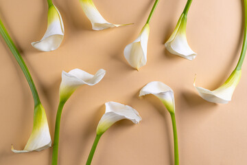 White kalia flowers and copy space on orange background