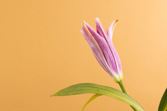 Fototapeta Pink lily flower and copy space on orange background