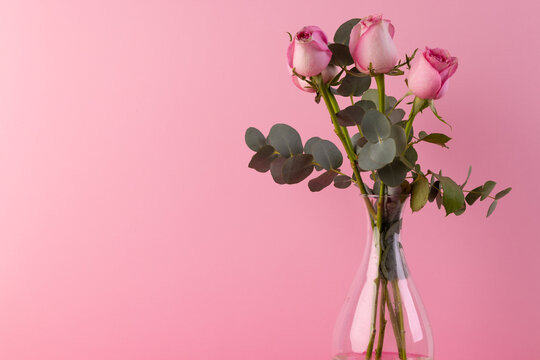 Fototapeta Pink rose flowers in glass vase and copy space on pink background