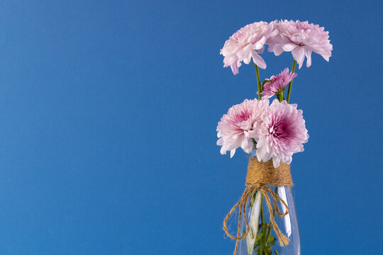 Pink flowers in glass vase and copy space on blue background