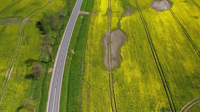 Top-down drone view over fields of maturing rapeseed - a visible section of a failed crop with sparse yield - green trees along the edge of an asphalt road.