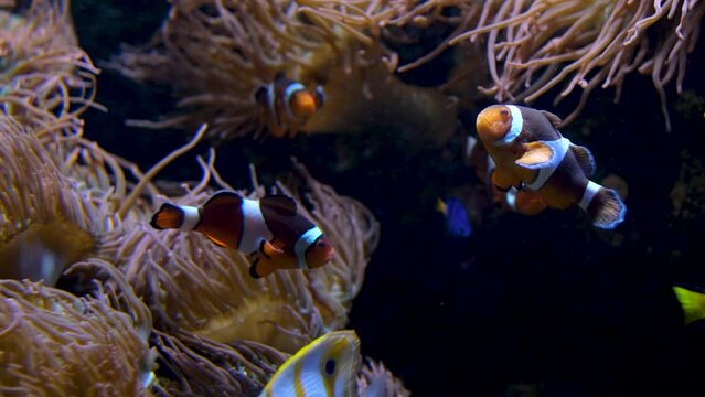 fish swimming on bottom with algae beautiful background soothing music falling relax screen saver space for text marine ocean life Amphiprion ocellaris clownfish Nemo Vancouver Aquarium, BC, Canada