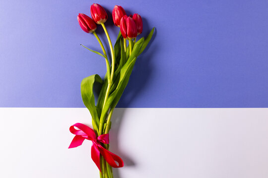 Bunch of red tulips and copy space on purple and white background