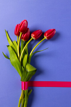 Vertical image of bunch of red tulips and copy space on purple background