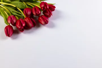 Poster Bunch of red tulips with copy space on white background © vectorfusionart