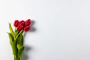 Foto op Plexiglas anti-reflex Bunch of red tulips with copy space on white background © vectorfusionart