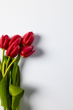 Vertical image of bunch of red tulips with copy space on white background