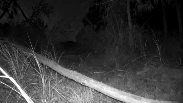 A infrared night shot of a black swamp wallaby jumping through the bush in Australia.