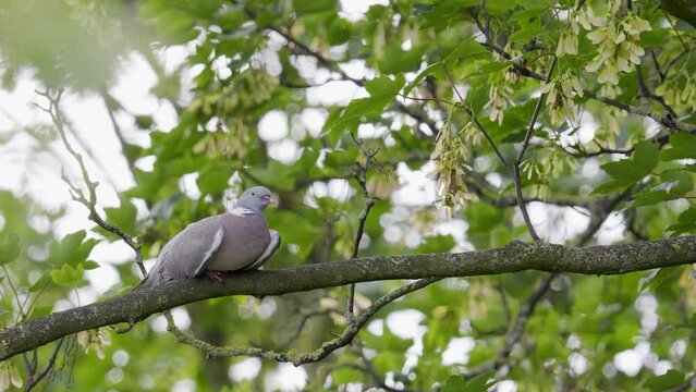 Wood Pigeon resting perched in a sycamore tree, video footage shot on a summers day in the UK