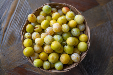 panier de mirabelles du jardin fraichement cueillies