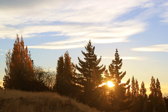 Bright sunrays shining through the pine trees in Patagonia, Argentina, South America