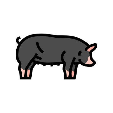 berkshire pig breed color icon vector. berkshire pig breed sign. isolated symbol illustration
